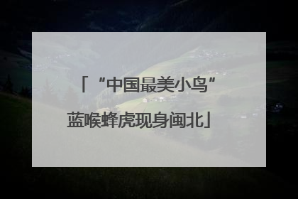 “中国最美小鸟”蓝喉蜂虎现身闽北