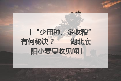 “少用种、多收粮”有何秘诀？——湖北襄阳小麦夏收见闻