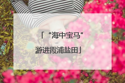 “海中宝马”游进霞浦盐田