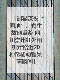 熊猫深夜“圈地”、羚牛故地重游 四川崇州红外相机定格近20种珍稀动物呆萌瞬间