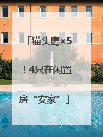 猫头鹰×5！4只在闲置房“安家”