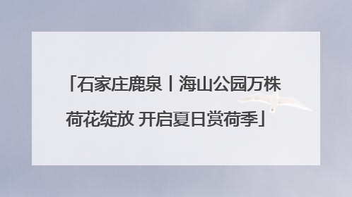 石家庄鹿泉丨海山公园万株荷花绽放 开启夏日赏荷季