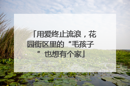 用爱终止流浪，花园街区里的“毛孩子”也想有个家