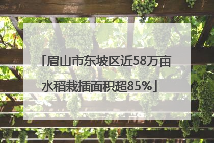 眉山市东坡区近58万亩水稻栽插面积超85%