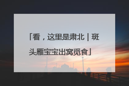 看，这里是肃北｜斑头雁宝宝出窝觅食