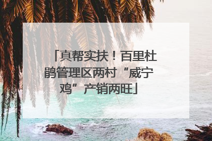 真帮实扶！百里杜鹃管理区两村“威宁鸡”产销两旺