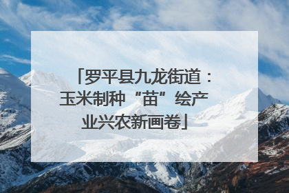 罗平县九龙街道：玉米制种“苗”绘产业兴农新画卷