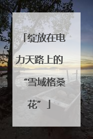 绽放在电力天路上的“雪域格桑花”
