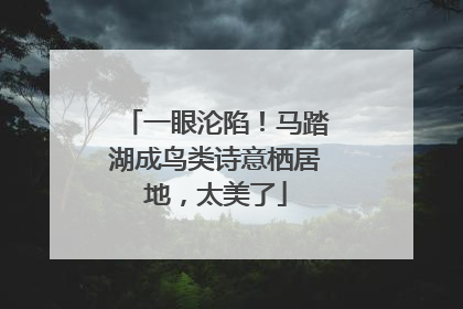 一眼沦陷！马踏湖成鸟类诗意栖居地，太美了