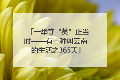 一举夺“葵”正当时——有一种叫云南的生活之365天