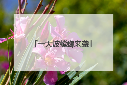 一大波螳螂来袭