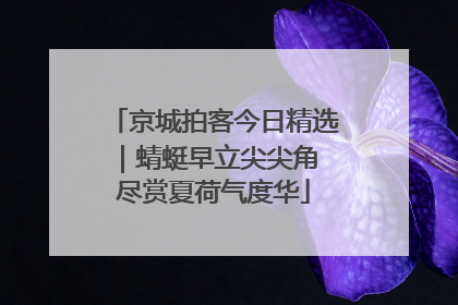 京城拍客今日精选｜蜻蜓早立尖尖角 尽赏夏荷气度华