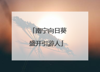 南宁向日葵盛开引游人