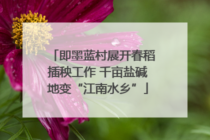 即墨蓝村展开春稻插秧工作 千亩盐碱地变“江南水乡”