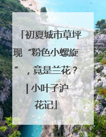 初夏城市草坪现“粉色小螺旋”，竟是兰花？ | 小叶子沪花记