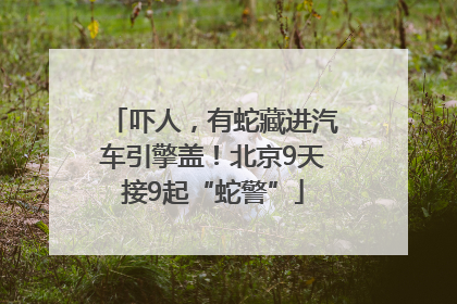 吓人，有蛇藏进汽车引擎盖！北京9天接9起“蛇警”