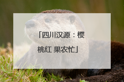 四川汉源：樱桃红 果农忙