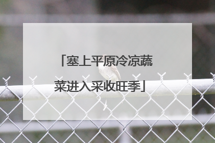 塞上平原冷凉蔬菜进入采收旺季