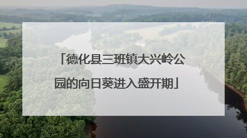 德化县三班镇大兴岭公园的向日葵进入盛开期