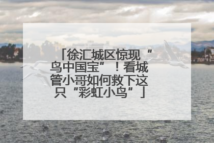 徐汇城区惊现“鸟中国宝”！看城管小哥如何救下这只“彩虹小鸟”
