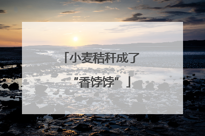 小麦秸秆成了“香饽饽”