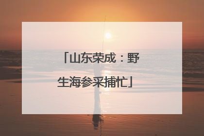 山东荣成：野生海参采捕忙
