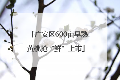 广安区600亩早熟黄桃抢“鲜”上市