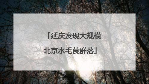 延庆发现大规模北京水毛茛群落