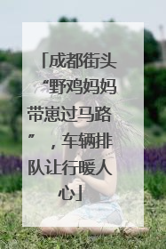 成都街头“野鸡妈妈带崽过马路”，车辆排队让行暖人心