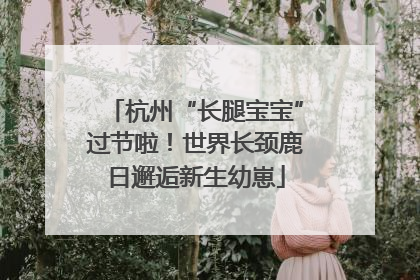 杭州“长腿宝宝”过节啦！世界长颈鹿日邂逅新生幼崽