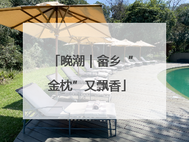 晚潮｜畲乡“金枕”又飘香