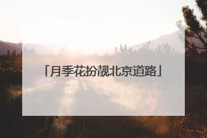 月季花扮靓北京道路