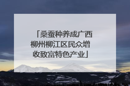 桑蚕种养成广西柳州柳江区民众增收致富特色产业
