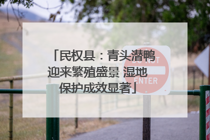 民权县：青头潜鸭迎来繁殖盛景 湿地保护成效显著