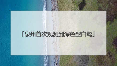 泉州首次观测到深色型白鹭