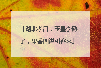 湖北孝昌：玉皇李熟了，果香四溢引客来