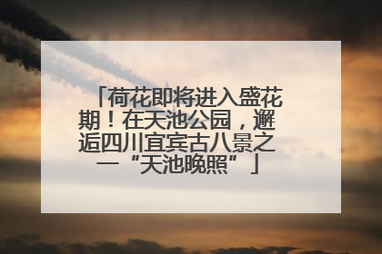 荷花即将进入盛花期！在天池公园，邂逅四川宜宾古八景之一“天池晚照”