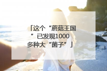 这个“蘑菇王国”已发现1000多种大“菌子”