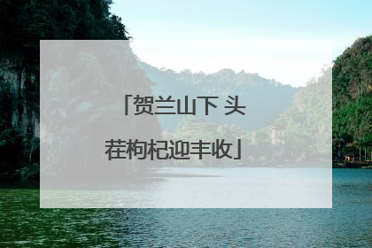 贺兰山下 头茬枸杞迎丰收