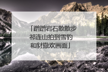 蹭蹭岩石散散步 祁连山拍到雪豹和豺撒欢画面