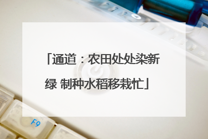 通道：农田处处染新绿 制种水稻移栽忙