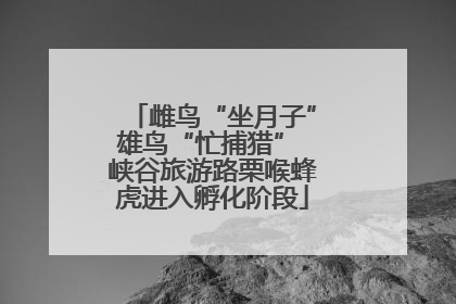雌鸟“坐月子”雄鸟“忙捕猎” 峡谷旅游路栗喉蜂虎进入孵化阶段