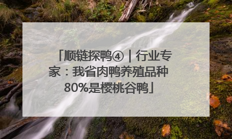 顺链探鸭④｜行业专家：我省肉鸭养殖品种80%是樱桃谷鸭