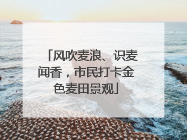 风吹麦浪、识麦闻香，市民打卡金色麦田景观
