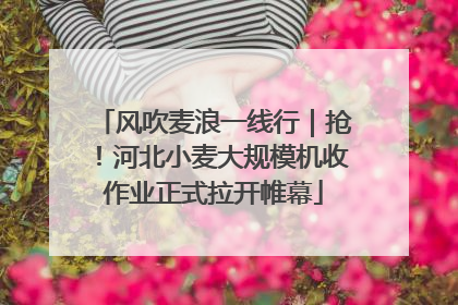 风吹麦浪一线行｜抢！河北小麦大规模机收作业正式拉开帷幕