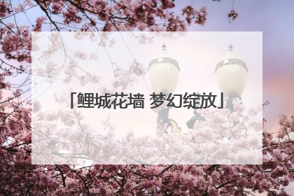 鲤城花墙 梦幻绽放