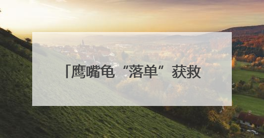 鹰嘴龟“落单”获救 野保人员放归自然