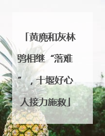 黄麂和灰林鸮相继“落难”，十堰好心人接力施救