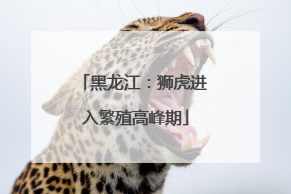 黑龙江：狮虎进入繁殖高峰期